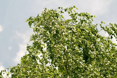 green leaves closeupの写真素材