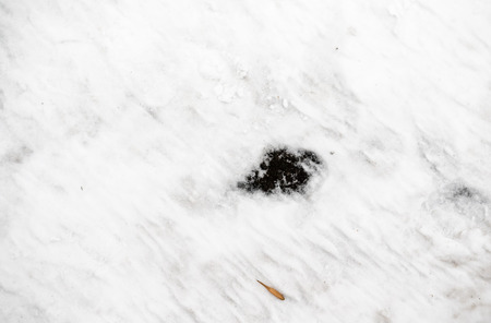 Snow texture for the backgroundの写真素材