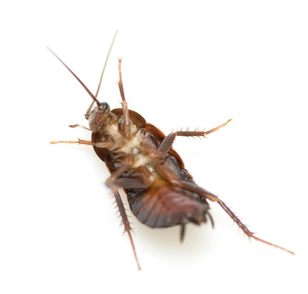 cockroach white backgroundの写真素材