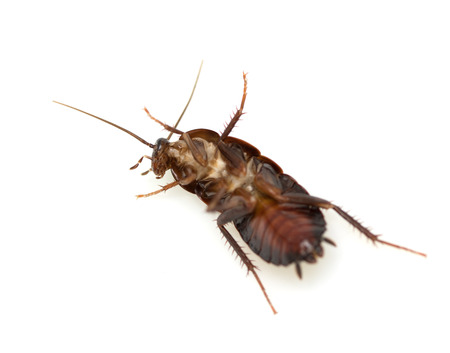 cockroach white backgroundの写真素材