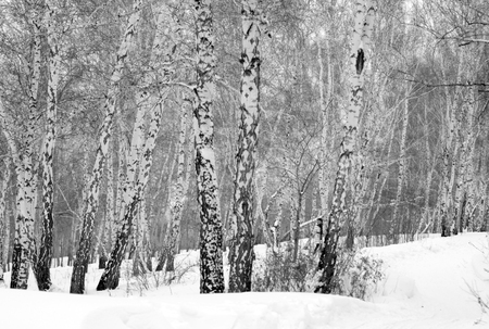 Birch forest winter landscapeの写真素材
