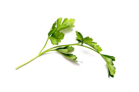 dill parsley to eat on a white backgroundの写真素材