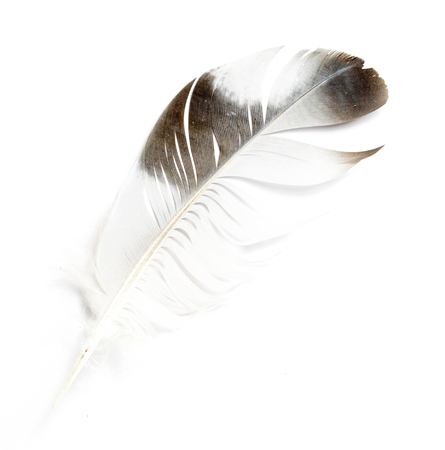 bird feather on white backgroundの写真素材