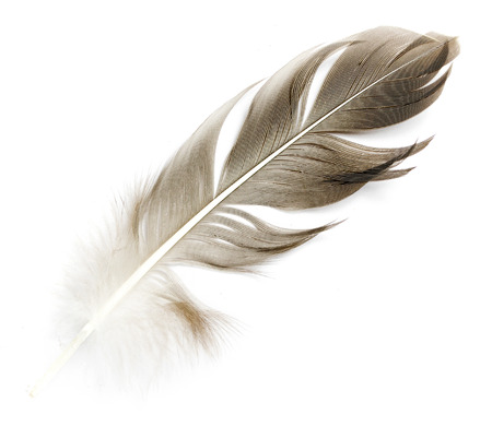 bird feather on white backgroundの写真素材
