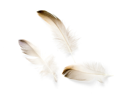 bird feather on white backgroundの写真素材