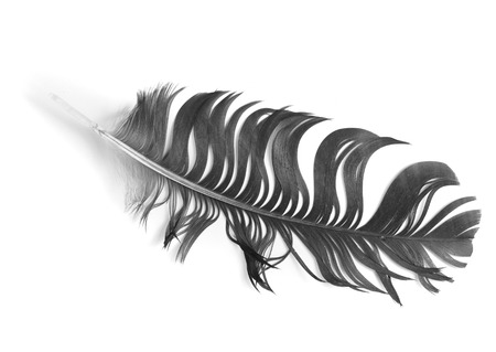 bird feather on white backgroundの写真素材