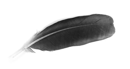 bird feather on white backgroundの写真素材
