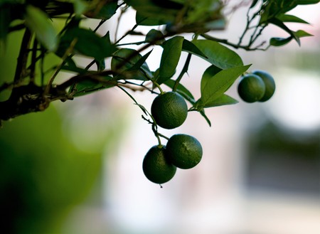 lime green lemons on the tree growingの写真素材