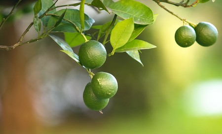 lime green lemons on the tree growingの写真素材