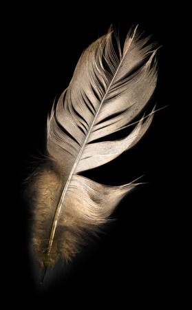 bird feather on black backgroundの写真素材