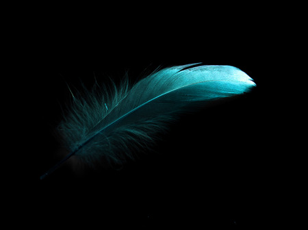 bird feather on black backgroundの写真素材