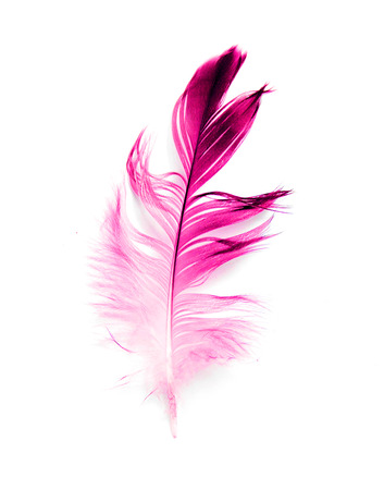 bird feather on white backgroundの写真素材