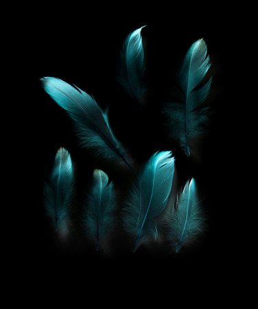 bird feather on black backgroundの写真素材