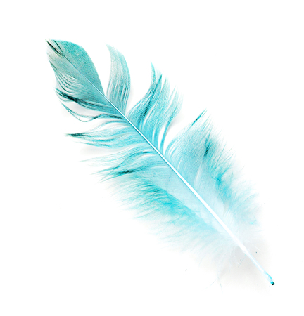 bird feather on white backgroundの写真素材