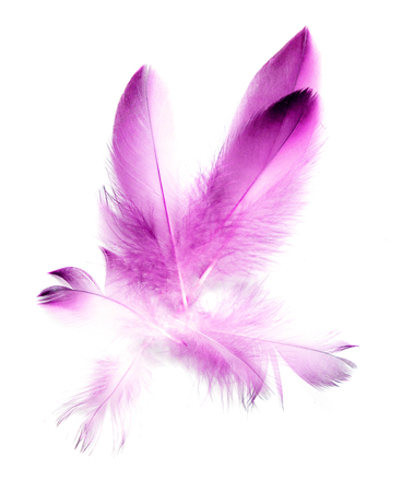 bird feather on white backgroundの写真素材