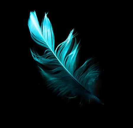 bird feather on black backgroundの写真素材