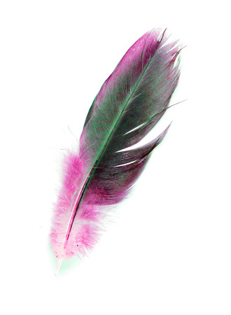 bird feather on white backgroundの写真素材