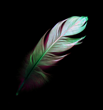 bird feather on black backgroundの写真素材