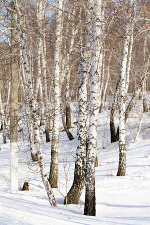 winter birch forestの写真素材