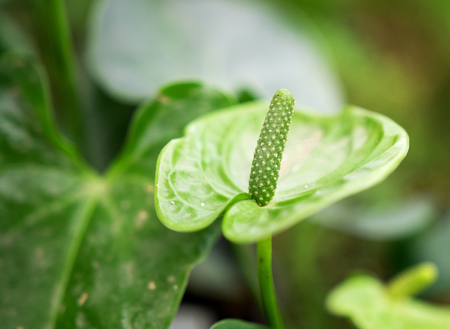 green tropical plants, forest backgroundの写真素材