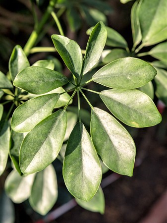 green tropical plants, forest backgroundの写真素材