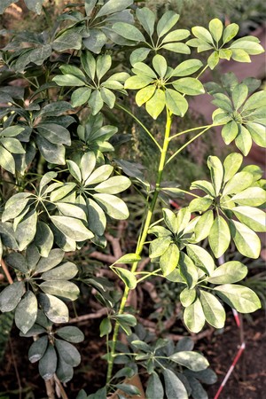 green tropical plants, forest background