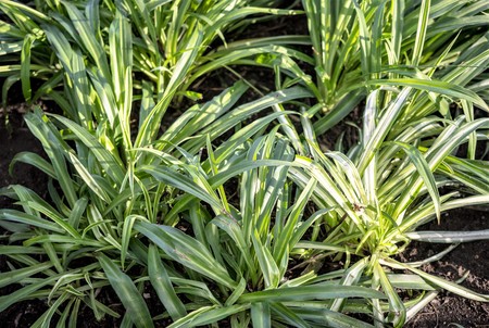 green tropical plants, forest backgroundの写真素材