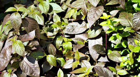 green leaves of trees, summer background