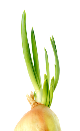 Bulb with green onion on white backgroundの写真素材