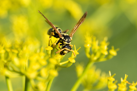 Wasp on a yellow flower close up