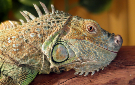 Green iguana close-up portraitの写真素材