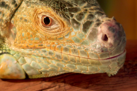 Green iguana close-up portraitの写真素材