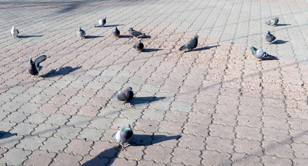 Doves on the asphalt, streetの写真素材