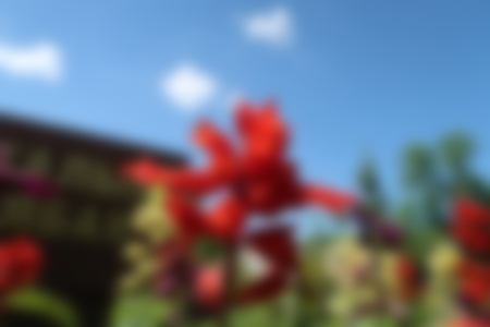 Abstract blurred background red flowersの写真素材