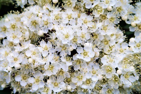 Apple trees in bloom