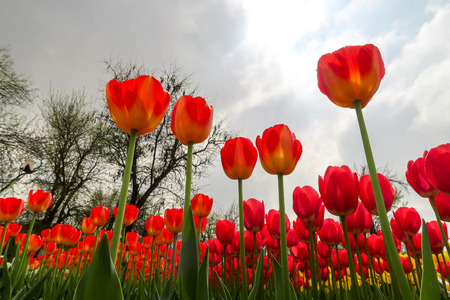 View from the bottom to the sky, a spring tulip flowerの写真素材