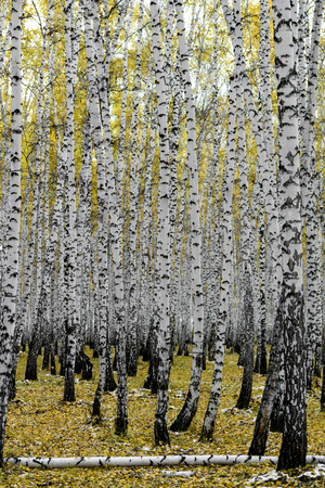 yellow birch forest, late autumnの写真素材