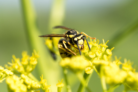 Wasp on a yellow flower close upの写真素材