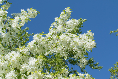 Apple trees in bloomの写真素材