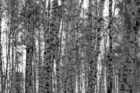 birch forest background, black and white photoの写真素材