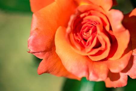 Orange flowers roses in the natureの写真素材