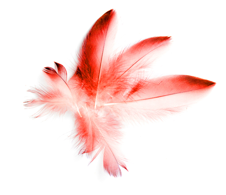 bird feather on white backgroundの写真素材