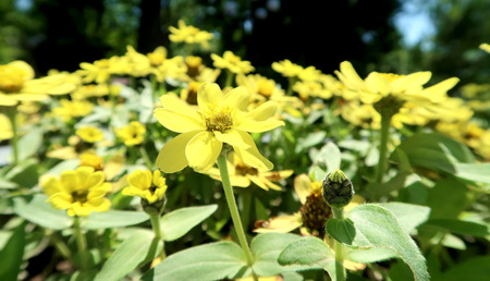 background with beautiful yellow flowersの写真素材