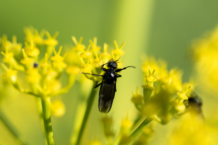 Wasp on a yellow flower close upの写真素材