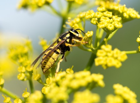 Wasp on a yellow flower close up