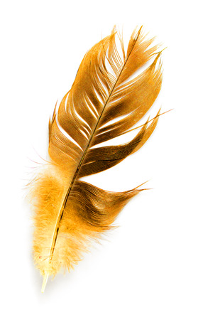 bird feather on white backgroundの写真素材