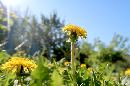 Spring landscape, green field with yellow dandelion flowersの写真素材