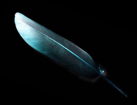 bird feather on black background
