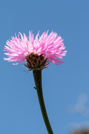 Flower cornflower in natureの写真素材