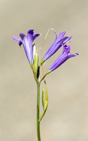 Flower blue bellの写真素材